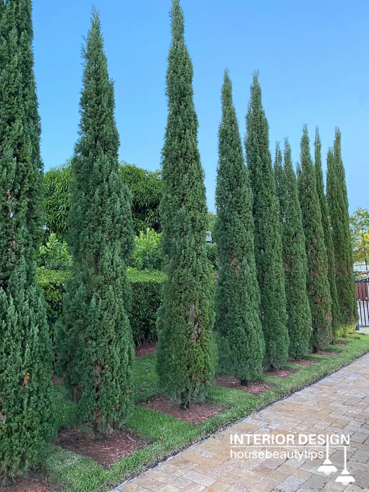 Olive and Cypress Trees for a Mediterranean Vibe