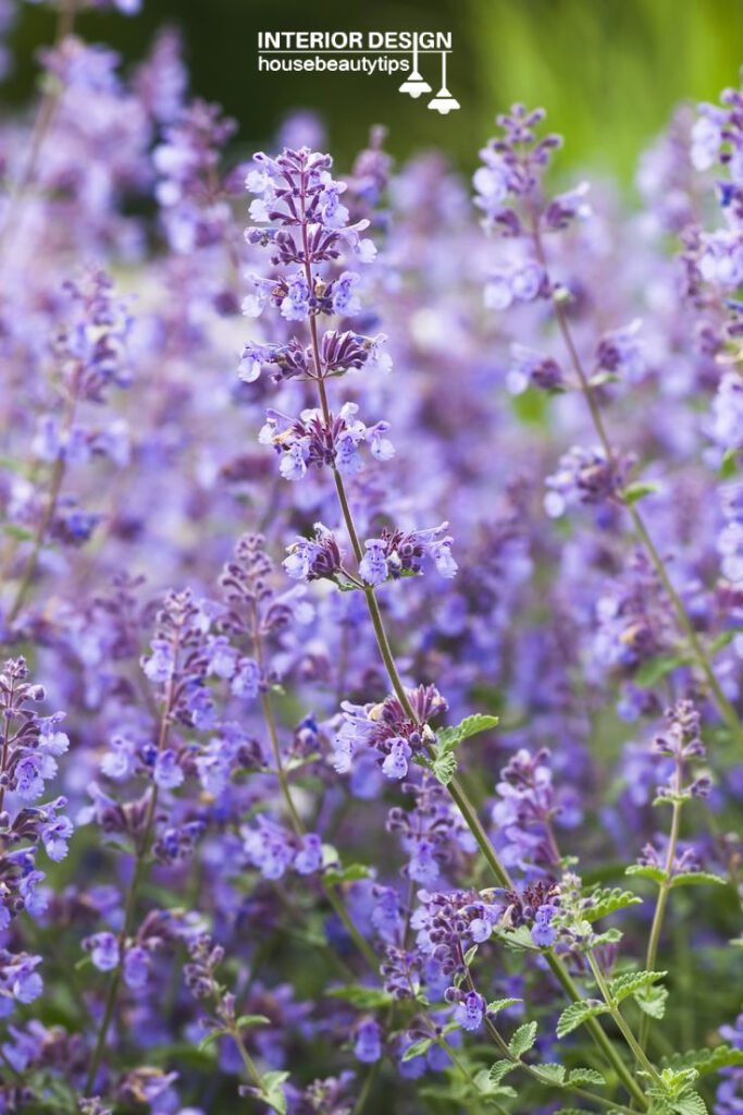 Best shrubs for small gardens