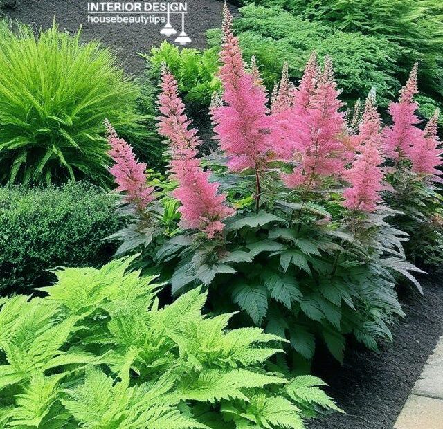 13 Best Shade-Loving Plants to Beautify Your Garden (2024/25)