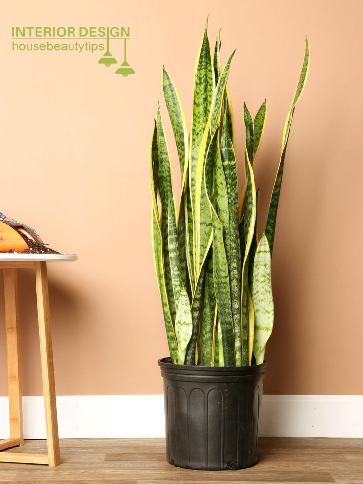 Snake Plant (Sansevieria trifasciata) indoor plant 2025 