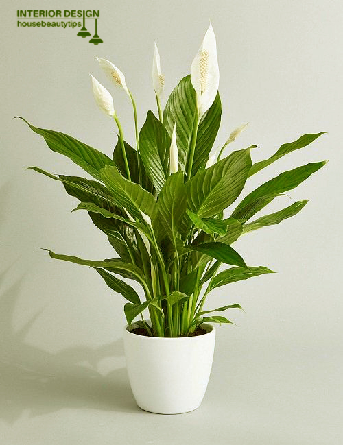 Peace Lily (Spathiphyllum)  indoor plant 2025