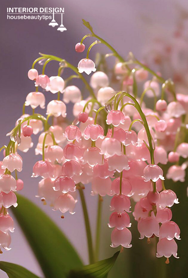 Lily of the Valley ( housebeautytips.com )