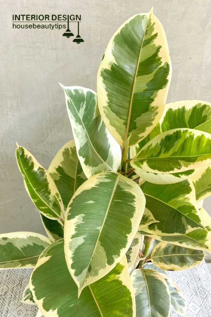 Rubber Plant (Ficus elastic) indoor plant 2025