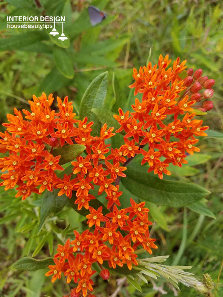 Butterfly Weed ( housebeautytips.com )