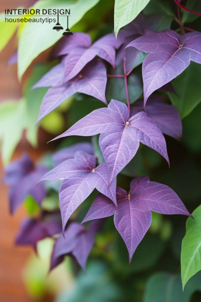 Marginata Lime Sweet Potato Vine (housebeautytips.com)