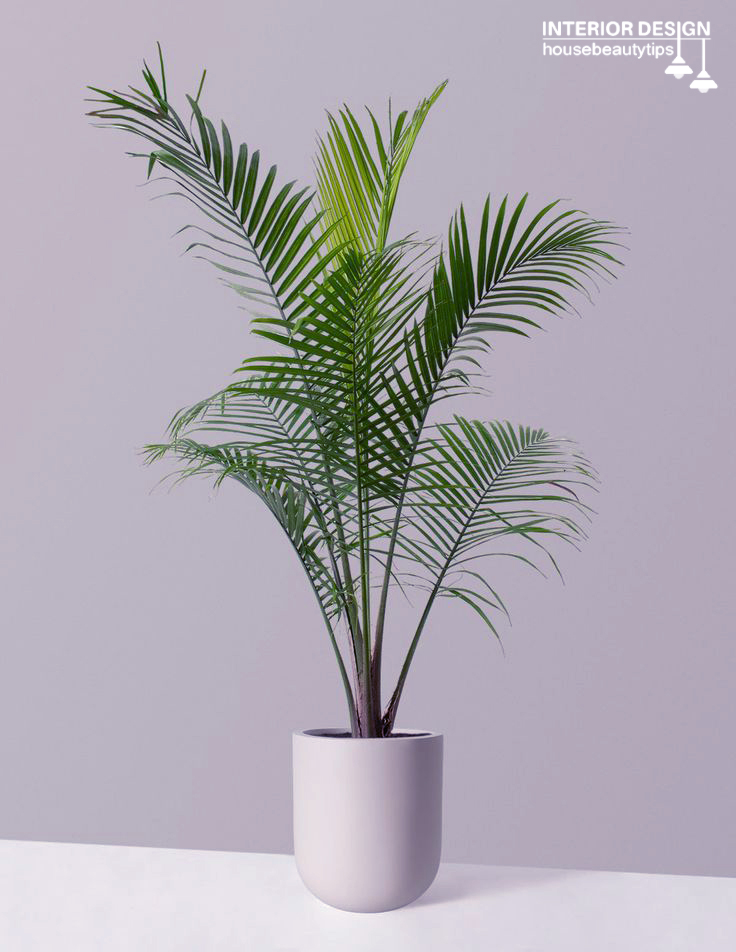 Majesty Palm (Ravenea rivularis) indoor plant 2025