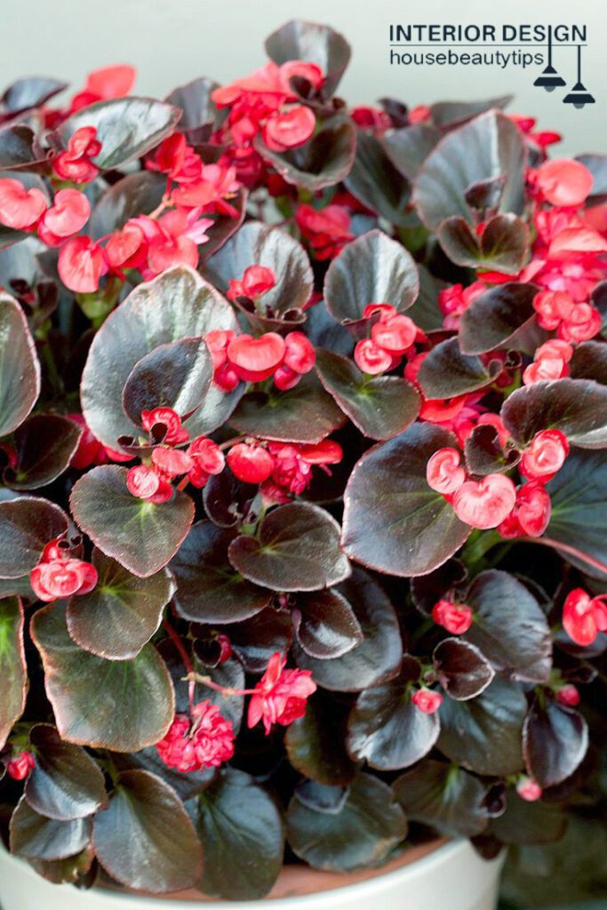 Shade Porch Hummingbird Begonia (housebeautytips.com)