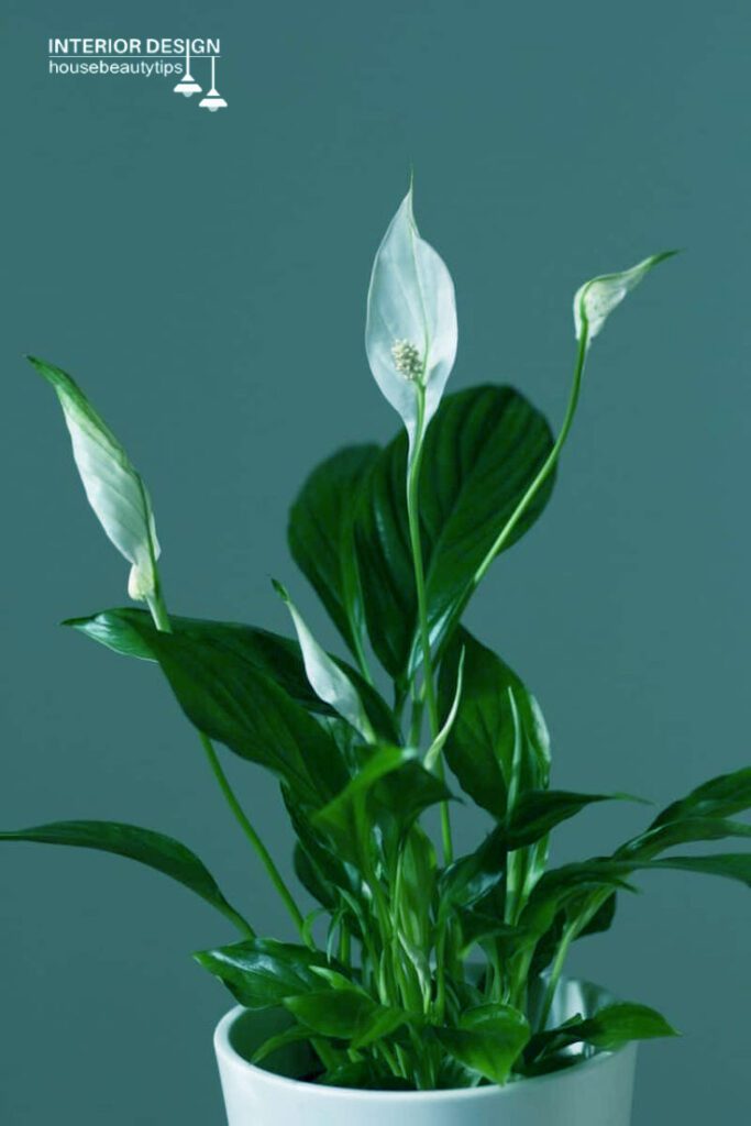 Peace Lily indoor plant 2025