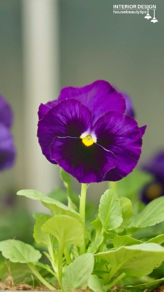 Pansies ( housebeautytips.com )