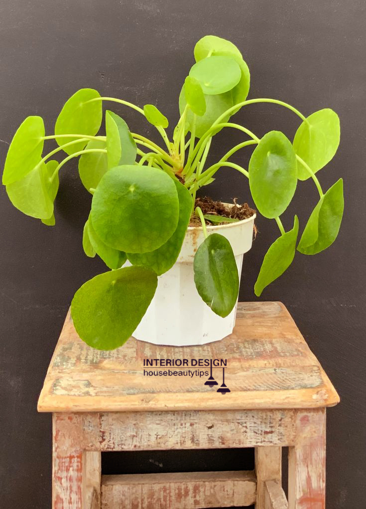 Urban Stems Pilea Peperomioides ( best plants to put in bathroom) 