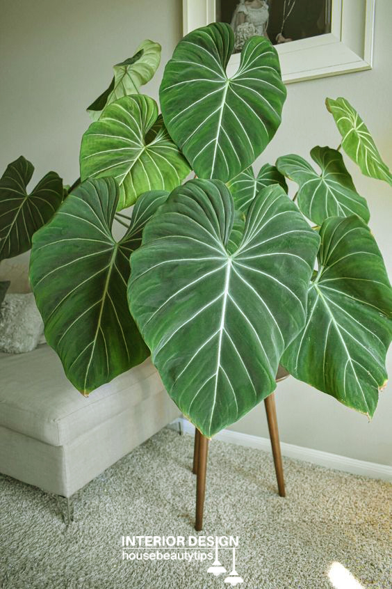 indoor plants, Philodendron indoor plant 2025