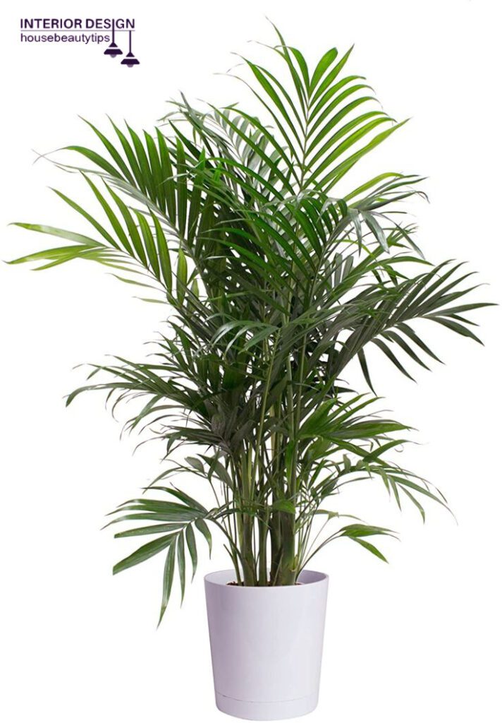 Amazon Majesty Palm ( best plants for bathroom )