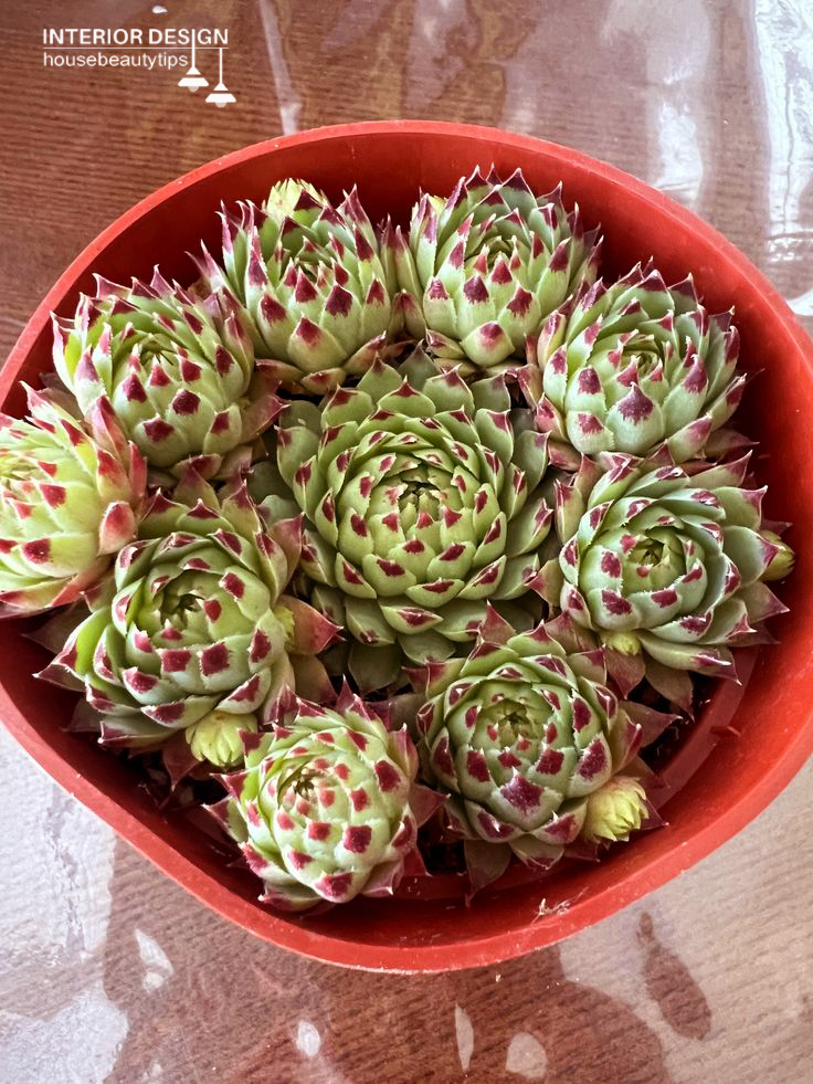 Bloomscape Hedgehog Aloe ( best plants for bathroom no light  )