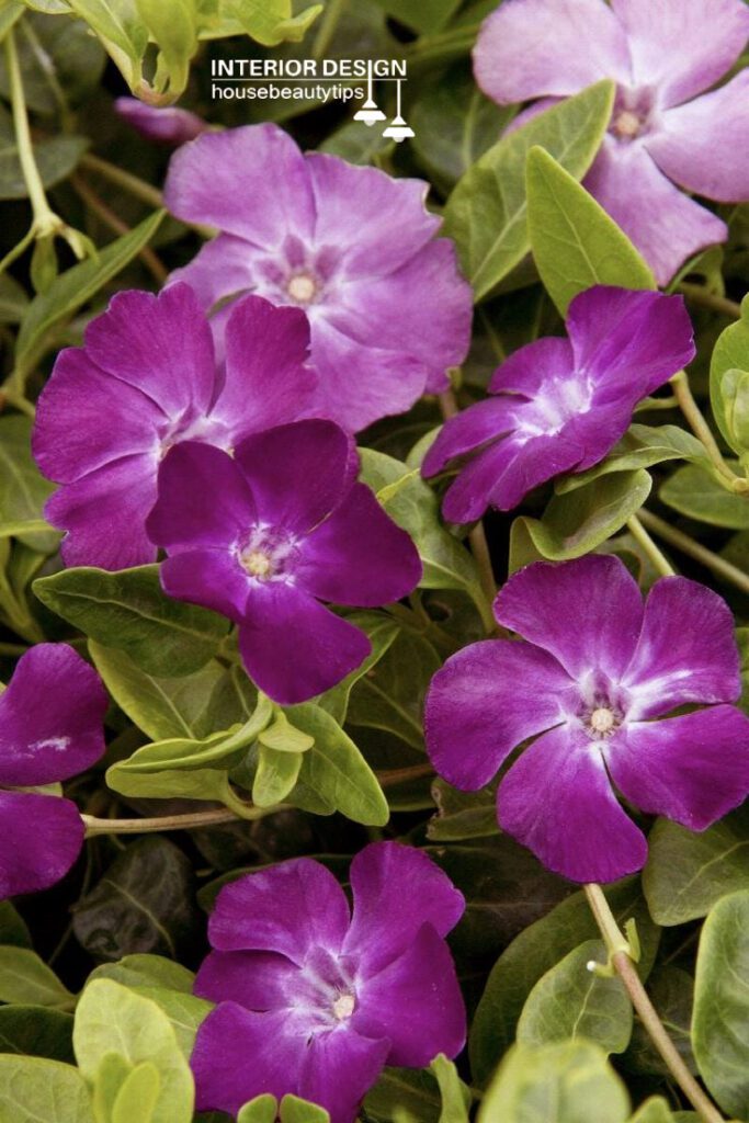 13 Best Shade-Loving Plants to Beautify Your Garden (2024/25)