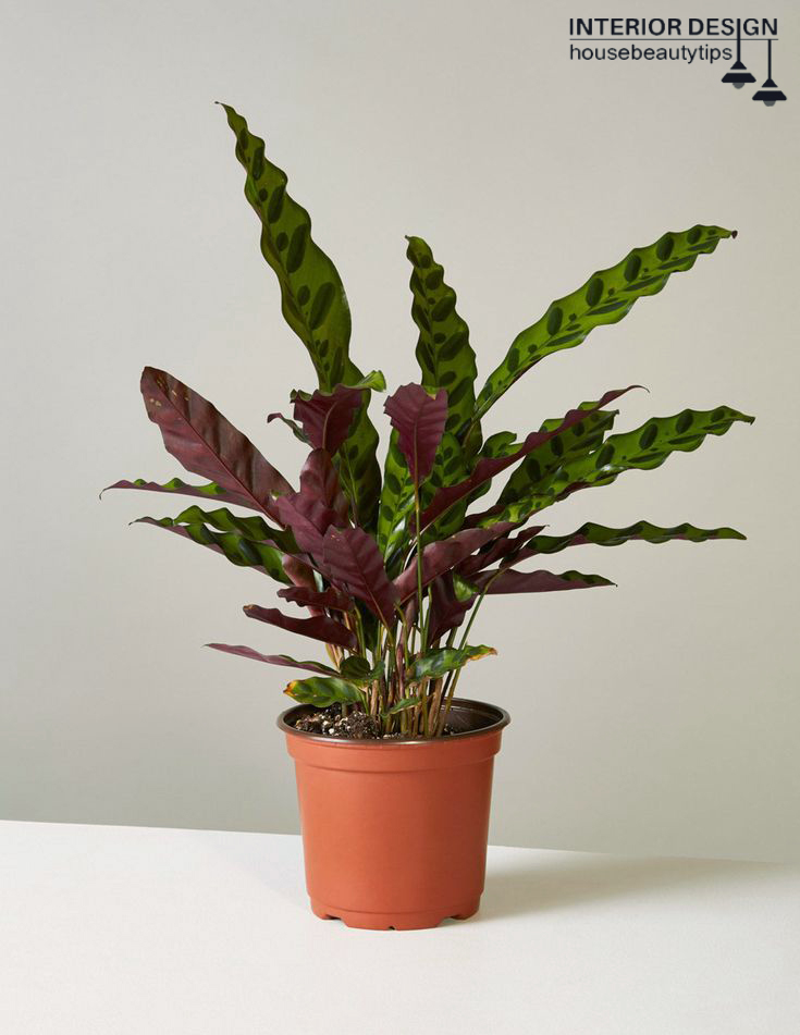 The Sill Calathea Rattlesnake
(best plants in bathroom )