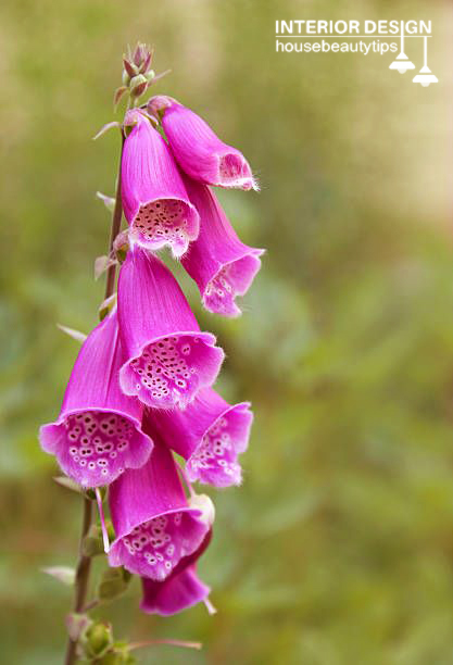 Fairy Foxglove ( housebeautytips.com )