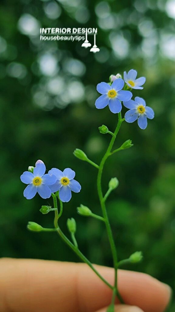 Forget-Me-Not ( housebeautytips.com )