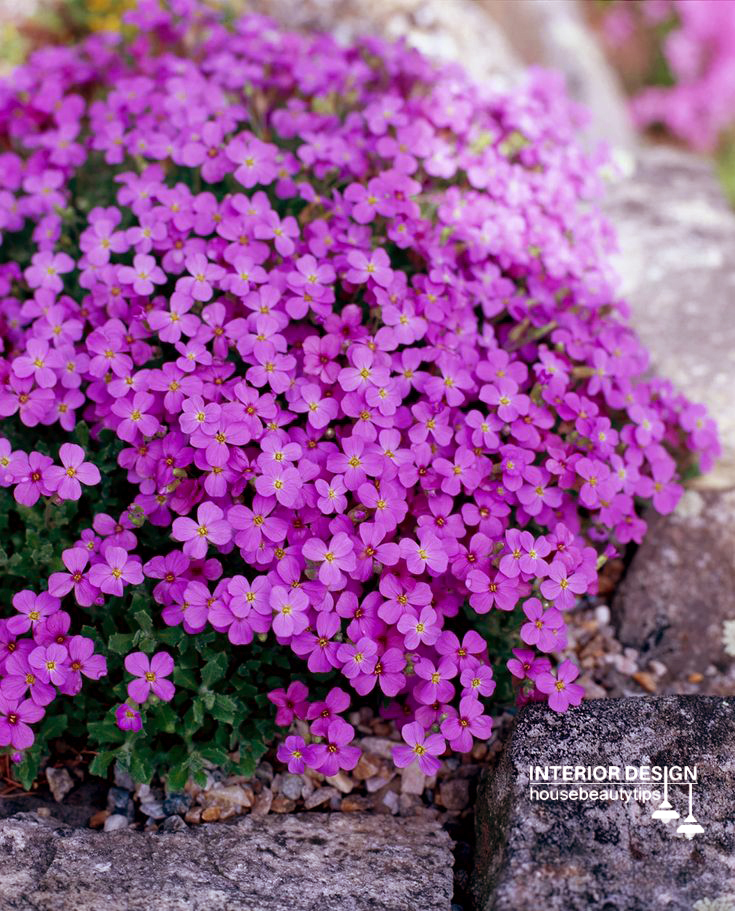 Rock Cress ( housebeautytips.com )