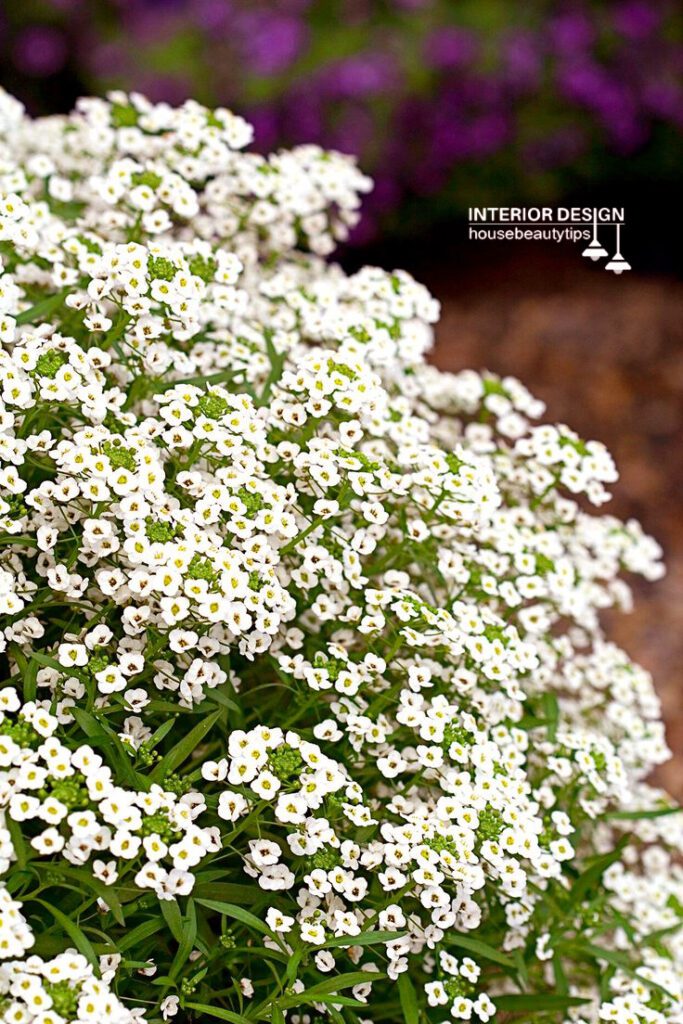 Sweet Alyssum ( housebeautytips.com )