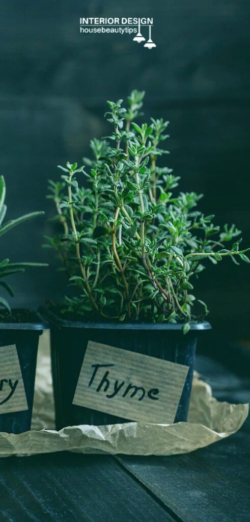 Thyme ( housebeautytips.com )