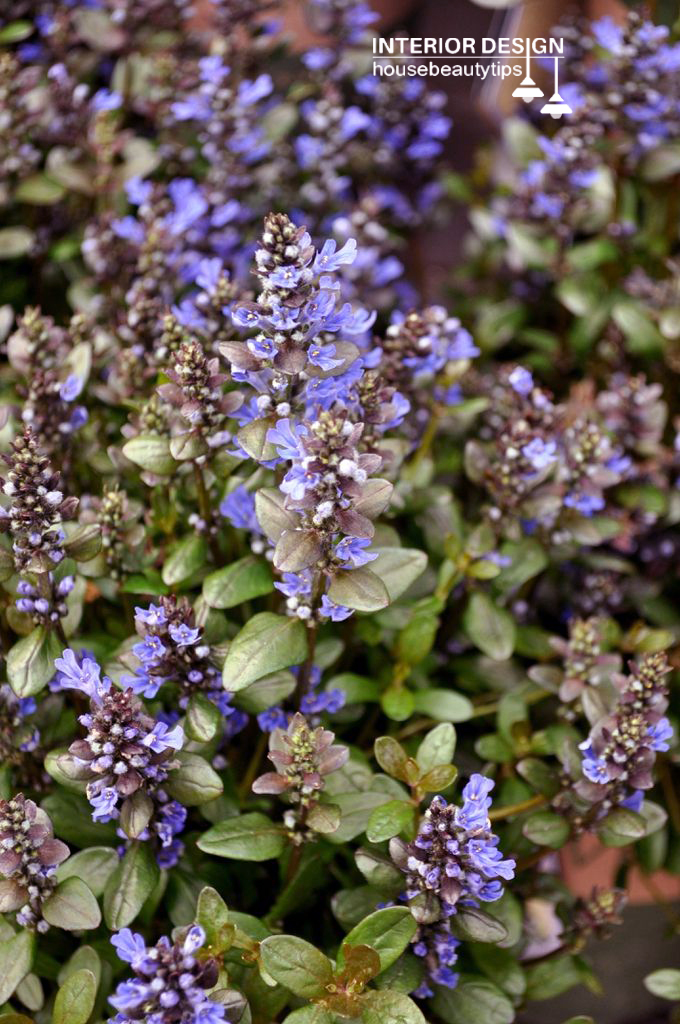 'Chocolate Chip' Bugleweed (housebeautytips.com)