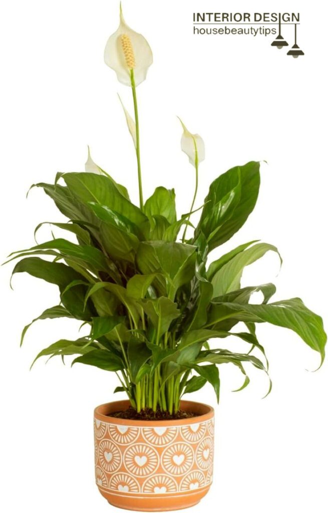 Costa Farms Peace Lily ( best plant in bathroom )