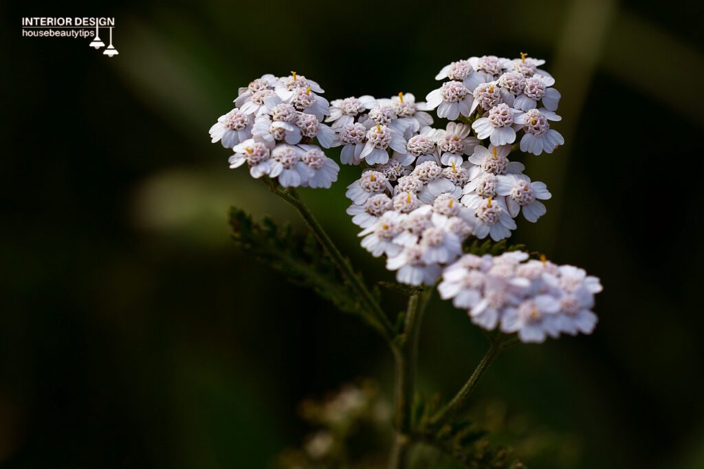 Yarrow ( housebeautytips.com )