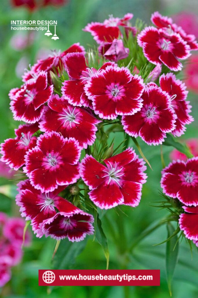 Dianthus ( housebeautytips.com )