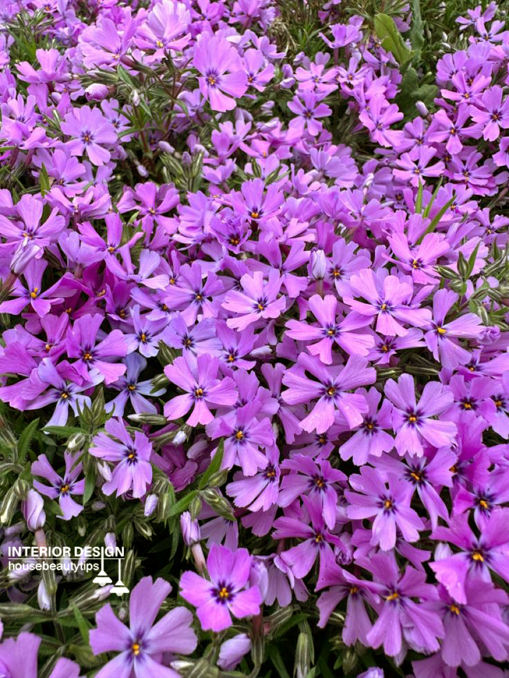 Creeping Phlox ( housebeautytips.com )