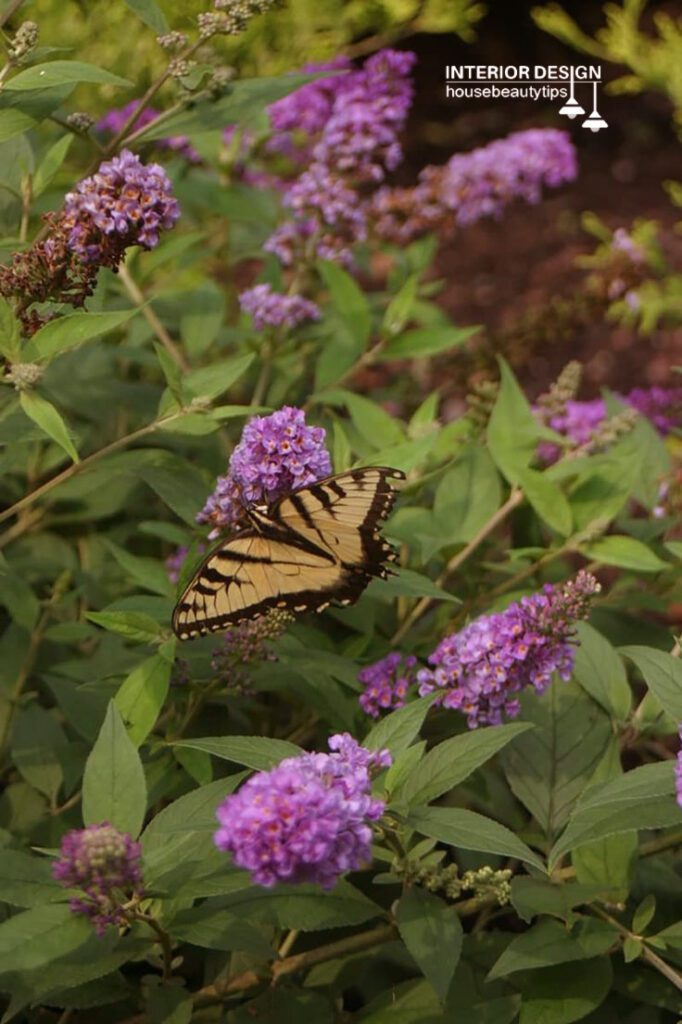 Blue Chip Butterfly Bush ( housebeautytips.com )