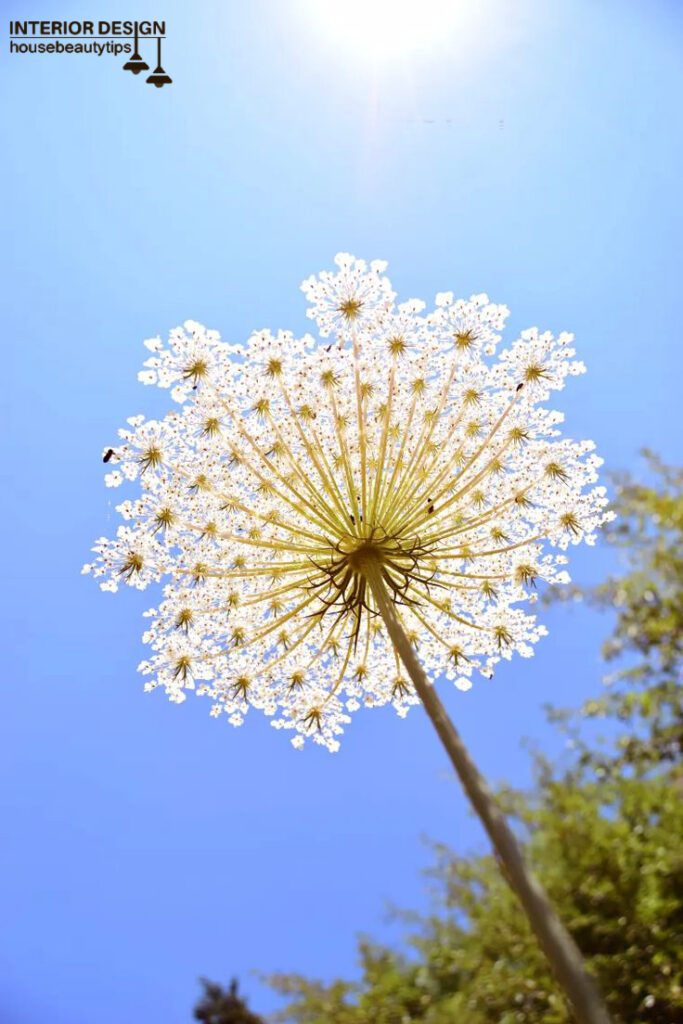 Queen Anne's Lace ( housebeautytips.com