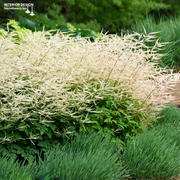 'Chantilly Lace' Goatsbeard (housebeautytips.com)