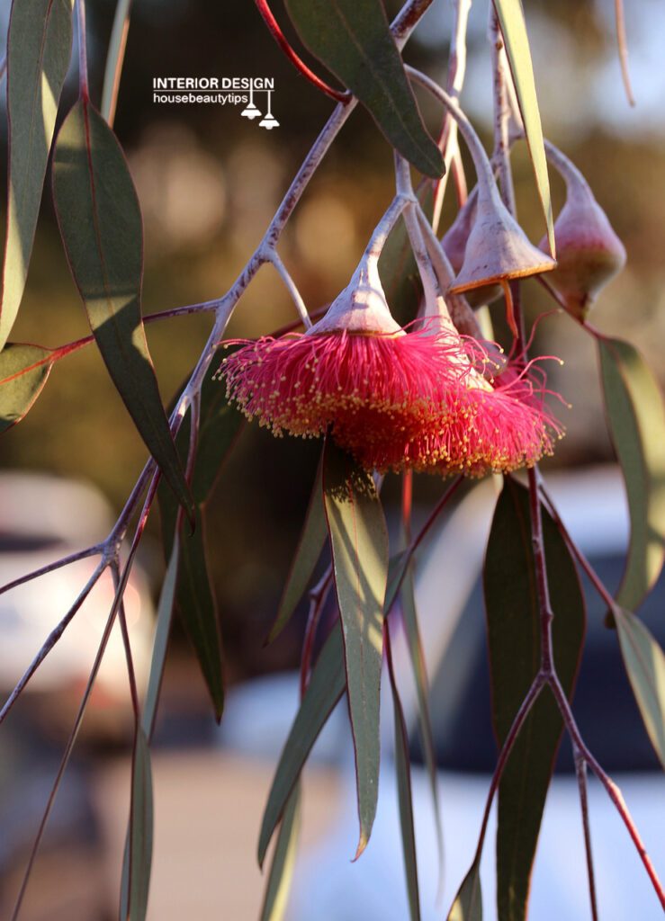 Flowering Gum Eucalyptus ( housebeautytips.com )