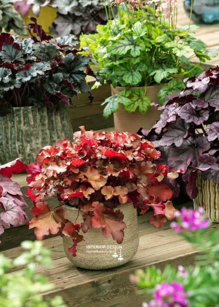 Cherry Heuchera (housebeautytips.com)