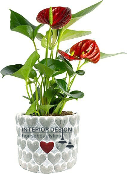 Costa Farms Anthurium ( best plants for a bathroom  )