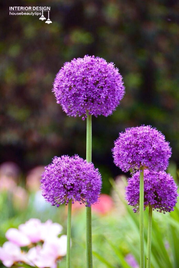 Allium ( housebeautytips.com )