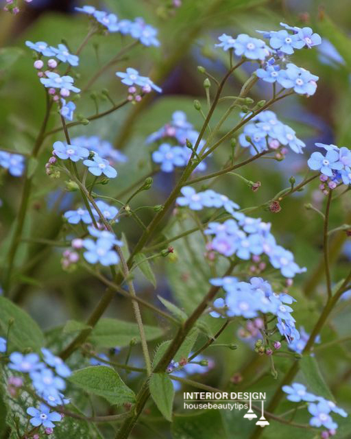 Queen of Hearts' Siberian Bugloss (housebeautytips.com)