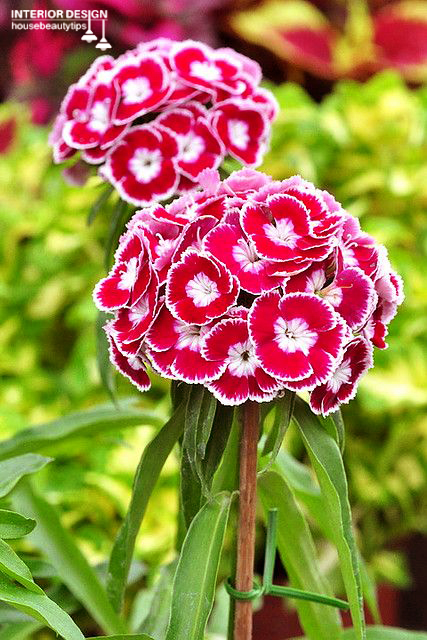 Dianthus ( housebeautytips.com )