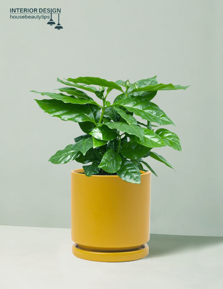 The Sill Coffee Plant ( best low light plants for bathroom )