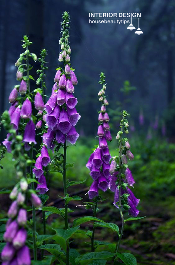  Foxglove (housebeautytips.com)