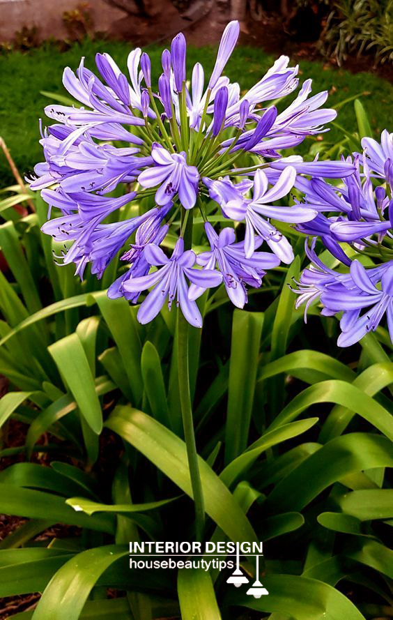 African Lily ( housebeautytips.com )