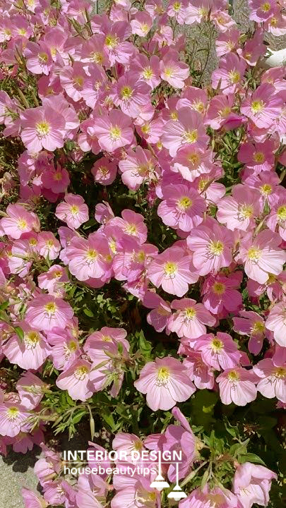 Gigantea Primrose (housebeautytips.com)