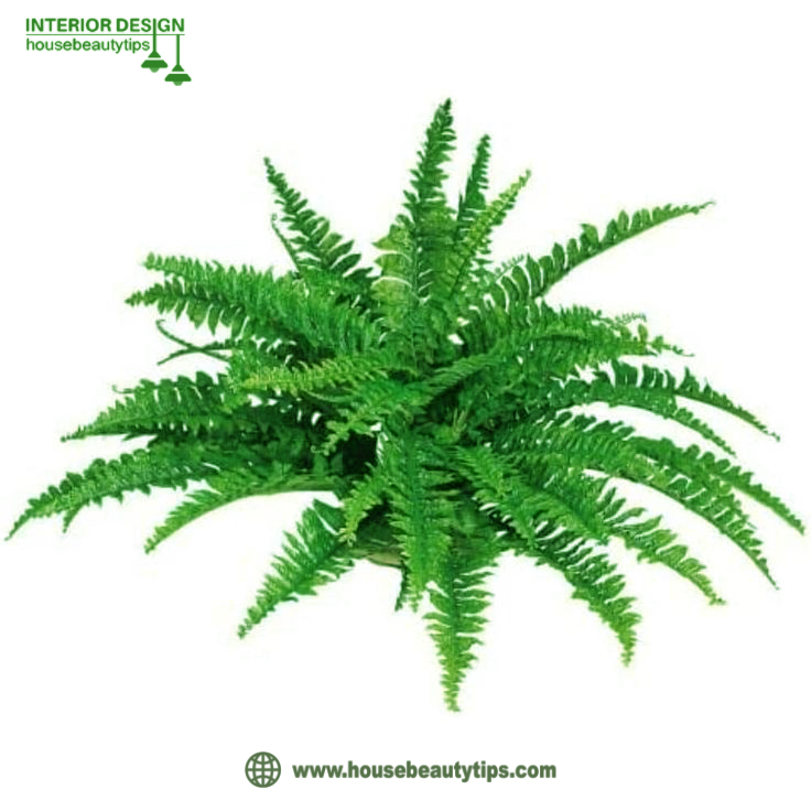 Ferns indoor plant 2025