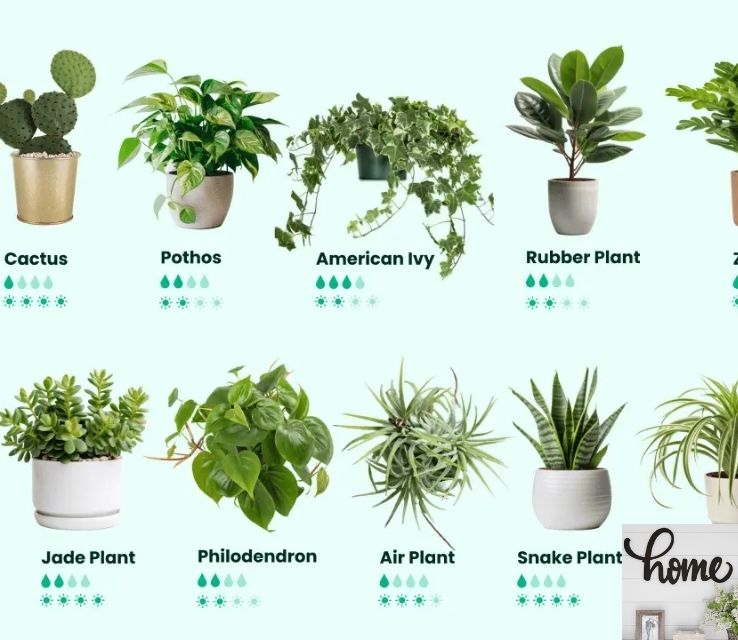 Best Indoor Plants for Air Purification