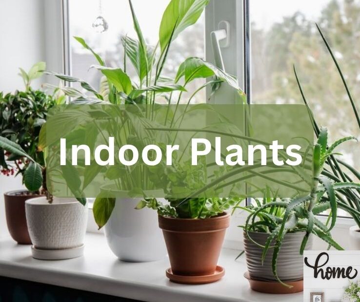 Indoor Plants