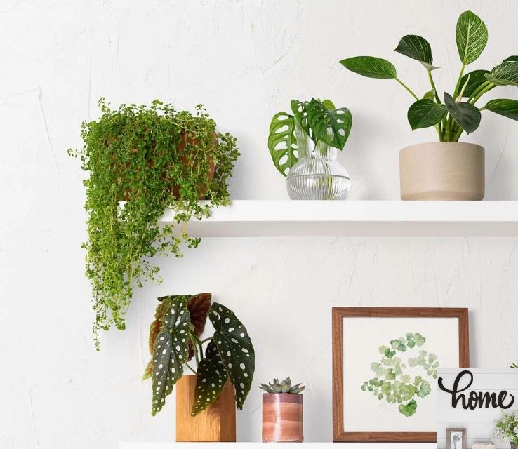 Indoor Plants for Small Spaces