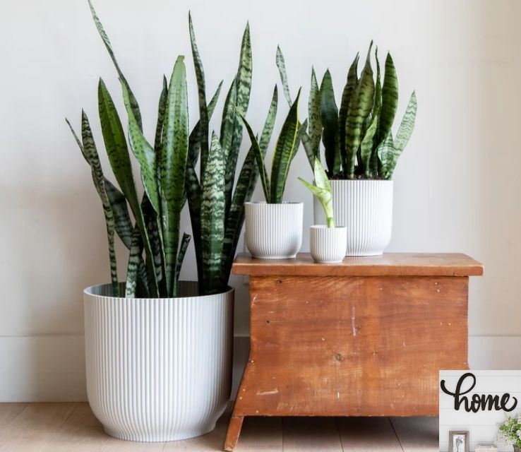 Snake Plant