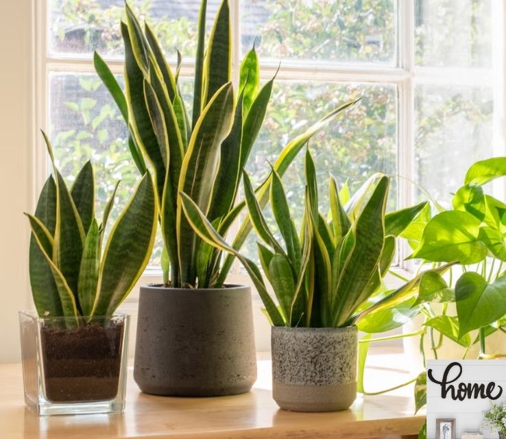 Indoor Plants